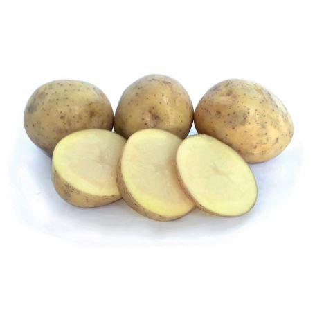 Seed Potato - Swift - 6 Pack