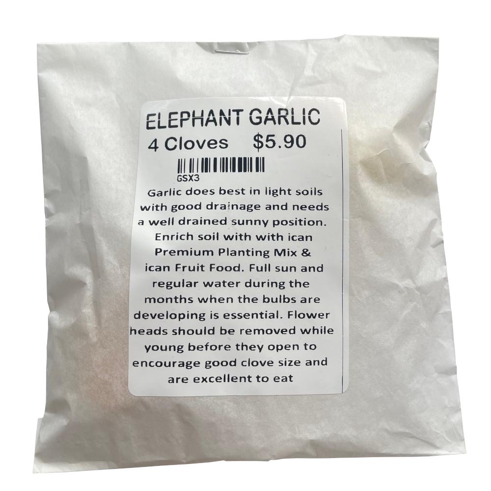Elephant Garlic - 4 Cloves