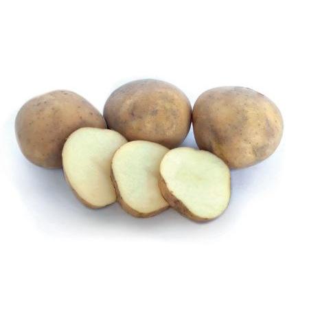 Seed Potato - Rocket 2kg