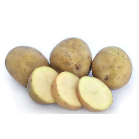 Seed Potato - Moonlight 1kg